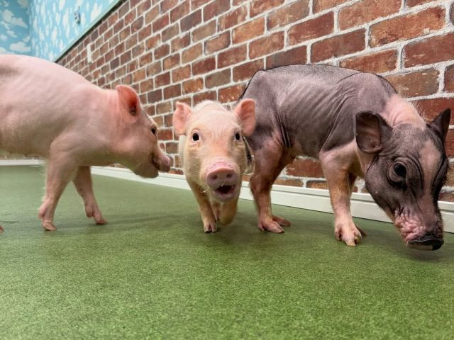 ファミリーで、カップルで、女子会などでもお気軽にお越しください♪