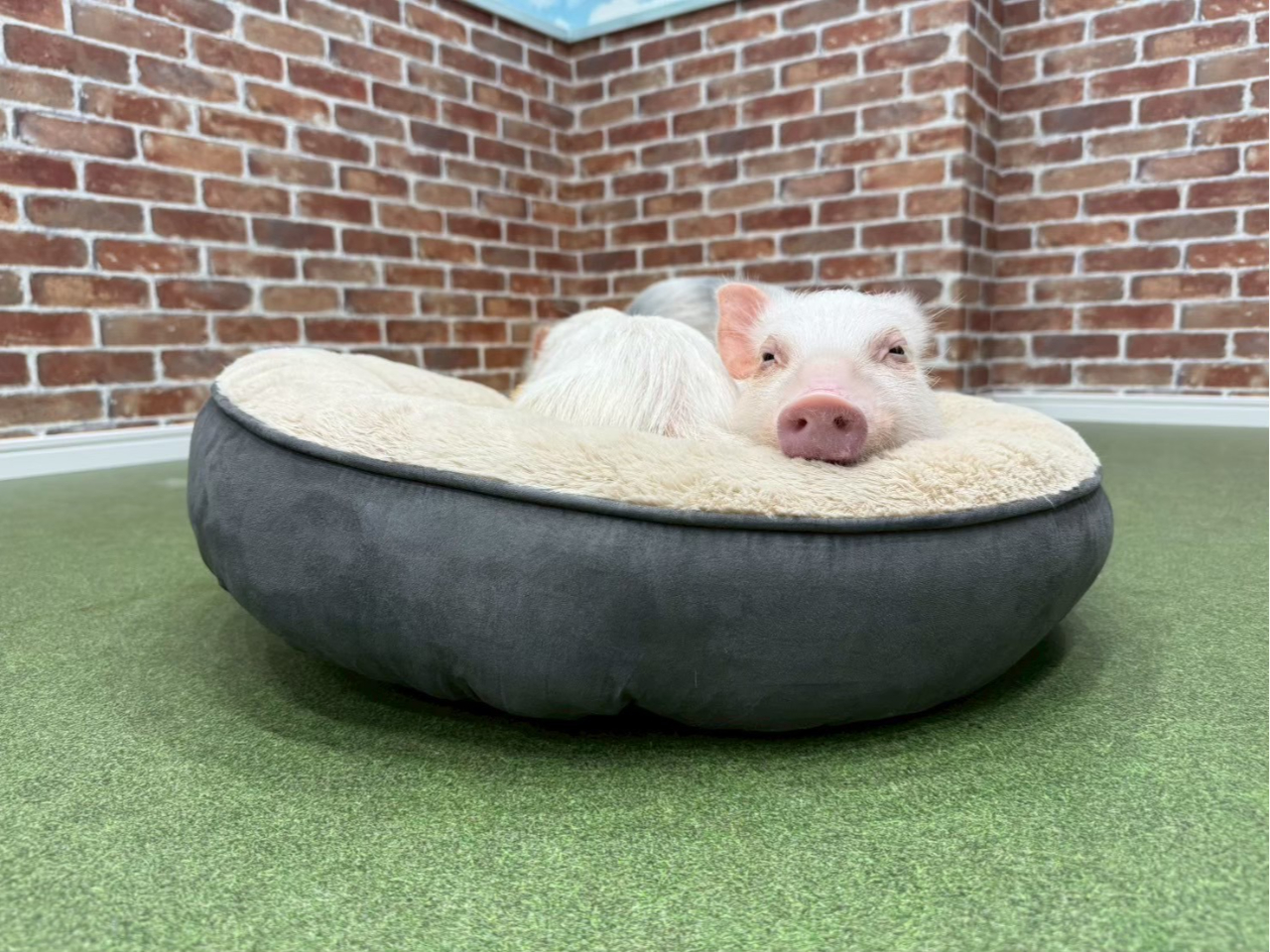 �����l���Ă���̂ł��傤���H��