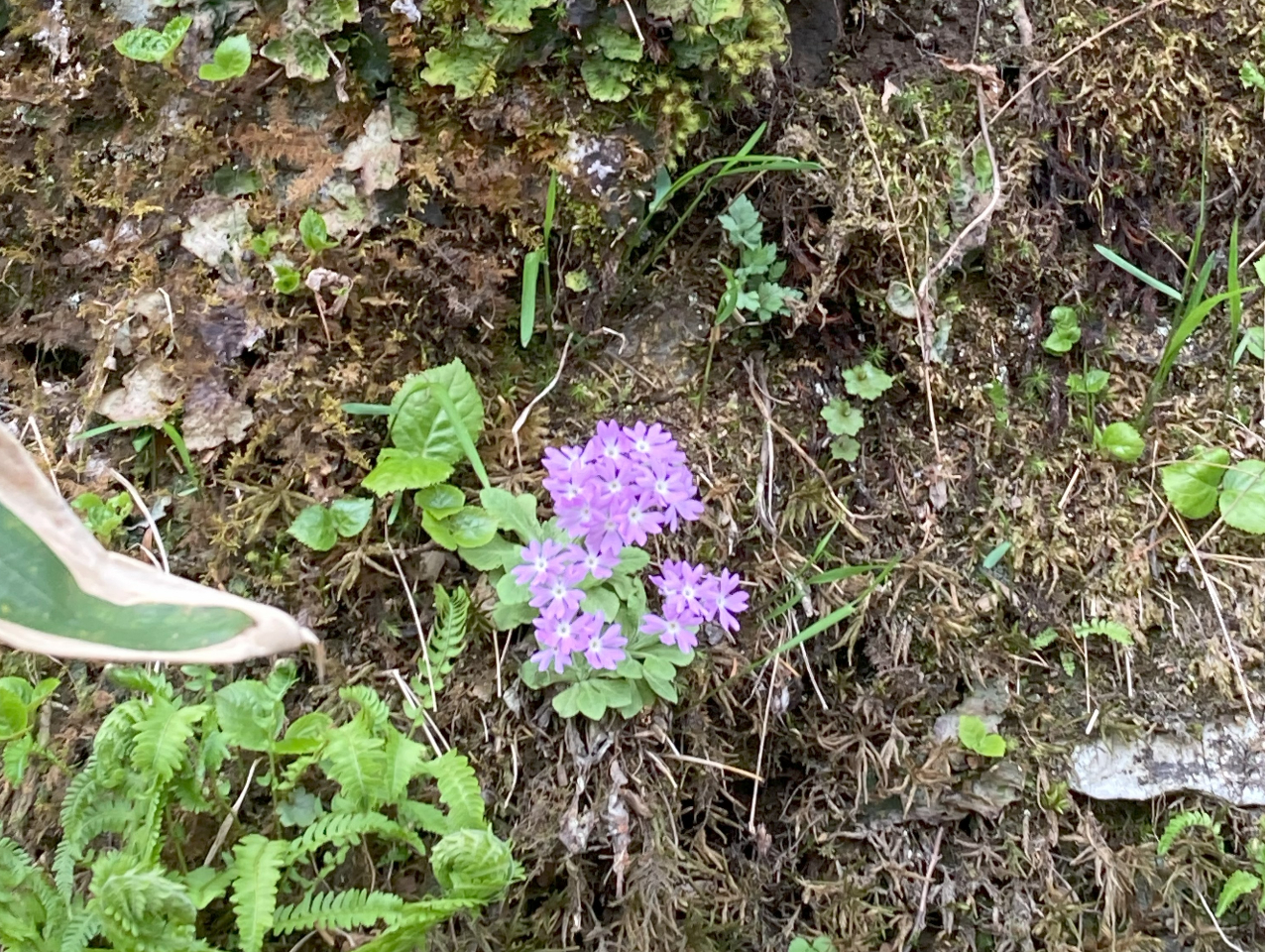 春先は様々なかわいい・きれいなお花たちが咲き始めます!北海道固有種のソラチコザクラや北海道名物ギョウジャニンニクなどもあります・・・おいしそうですね!