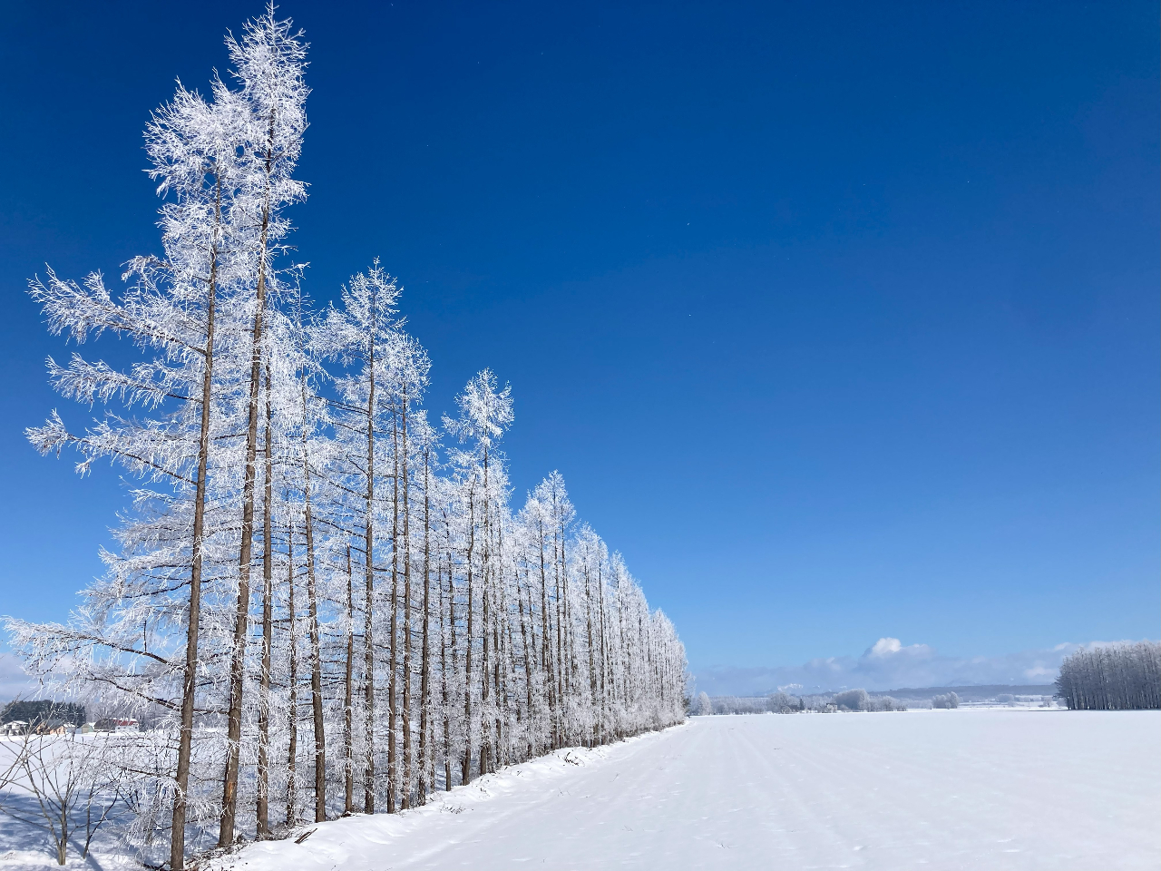 炱̂悤ȃtHgWFjbNȎʐ^B΃bL[I