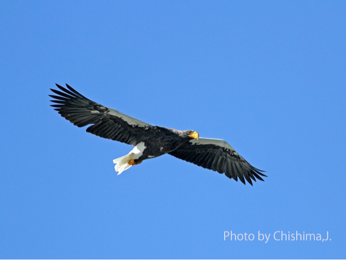 IIVȂ񂩂悭ʐ^f܂ˁdo烉bL[łP