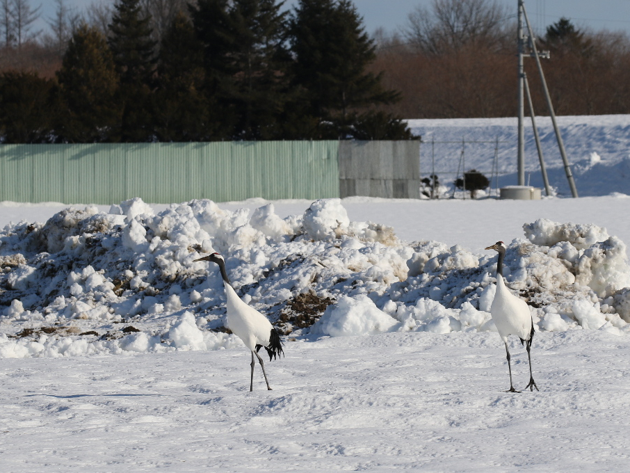 ʓVRLO^`EGKgɃVNȂłl͊GɂȂ܂ˁI