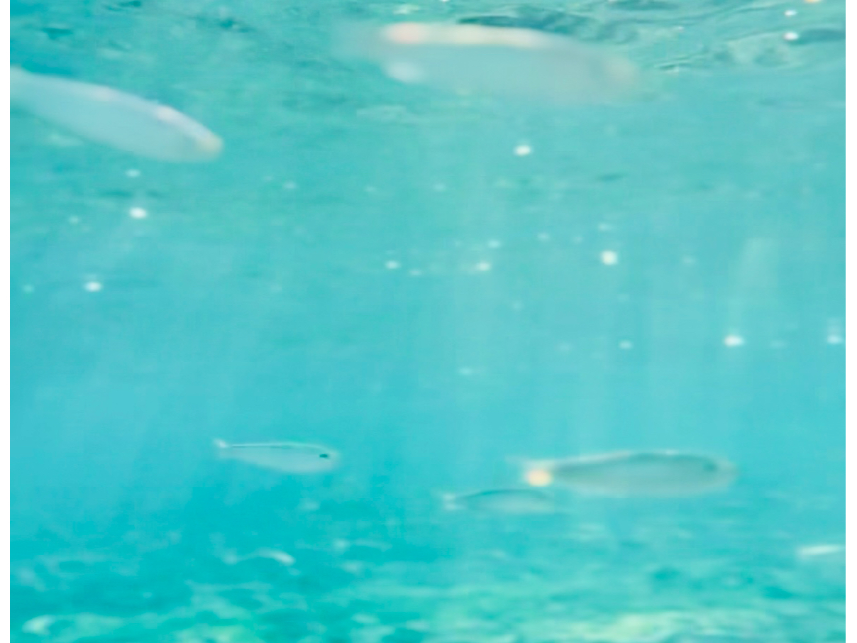 YȊCYȂɂႤI Letfs go see the colorful fish in Okinawafs beautiful sea!