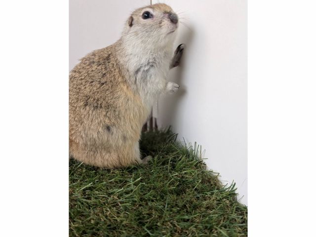 リチャードソンジリスのキッドくん