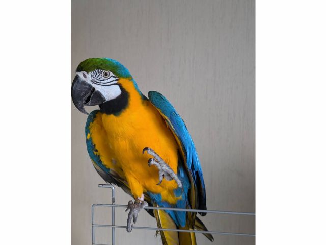 ルリコンゴウインコのティラノくん