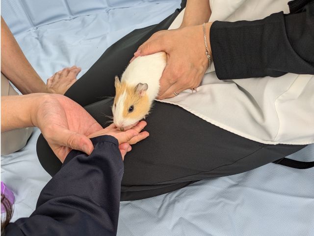 ふれあい体験