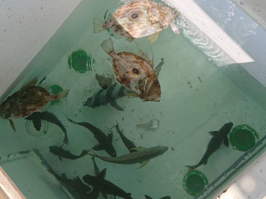 何が入るかお楽しみ。