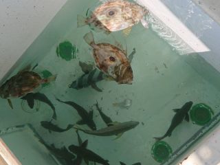 何が入るかお楽しみ。