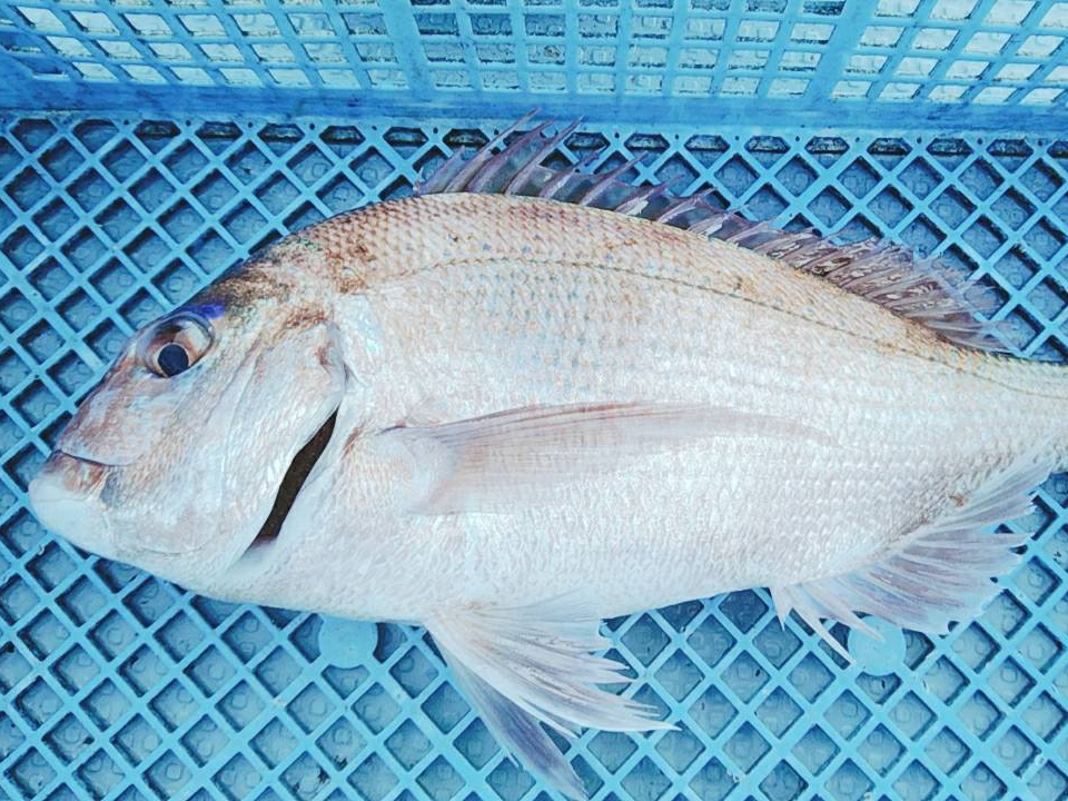 鯛!脂がのっておいしいよ〜☆