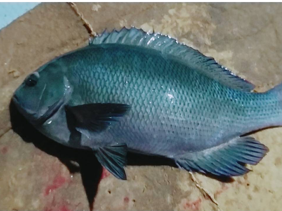 WiIܓł́uNvuNEvƌĂт܂BhgE݂`ō``III