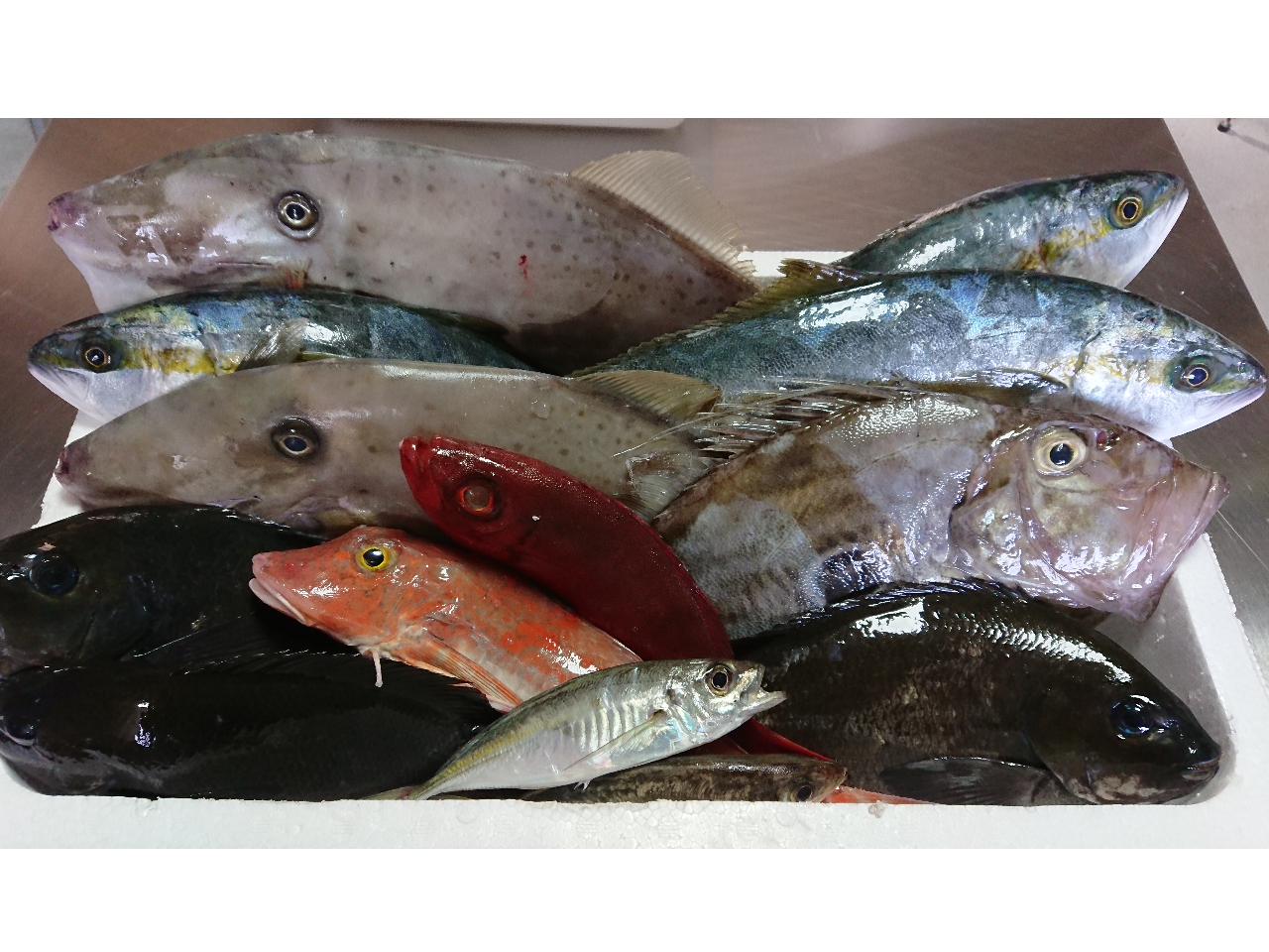 いろんな魚種が獲れます〜☆