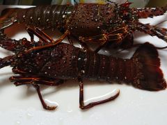 イセエビ〜