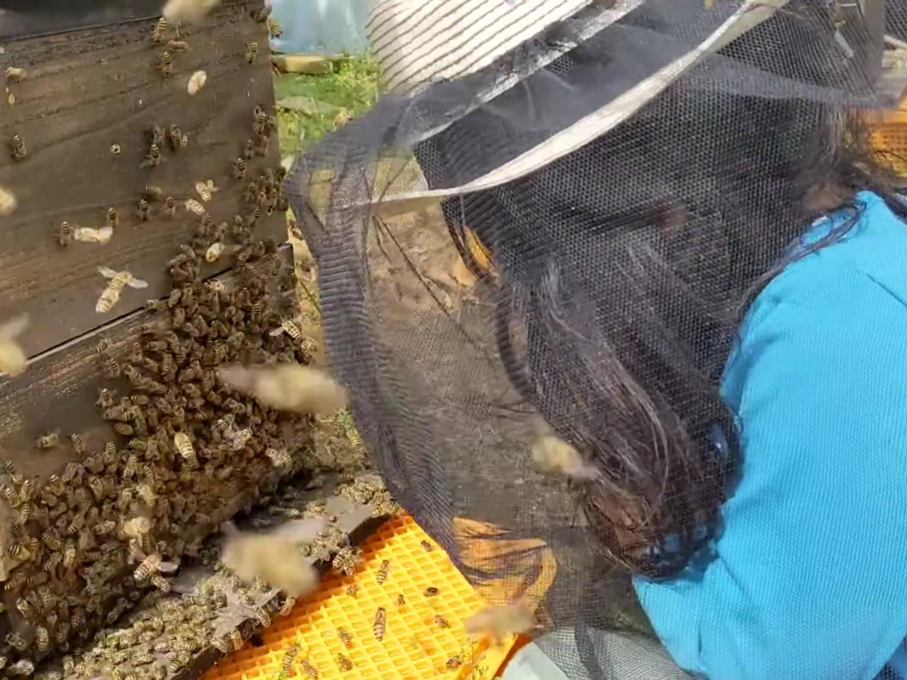 日本蜜蜂の巣を見学し、みつろうリップクリームづくりを体験できます♪【ファミリー・...