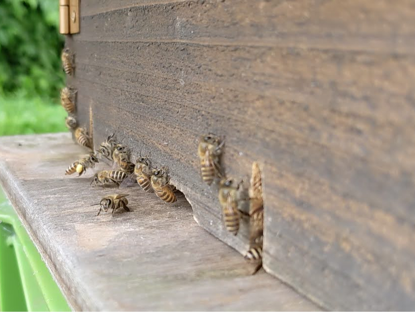 ���{���I