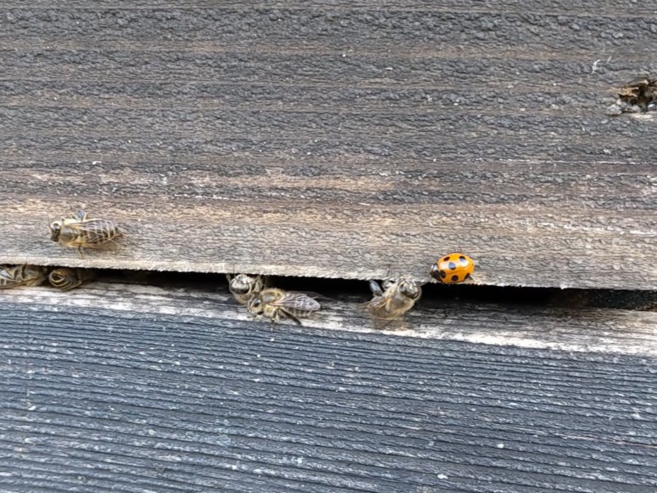 ���{���I�ȊO�̐����������邱�Ƃ�