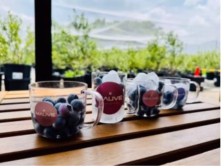 氷で冷やしながらブルーベリーをお楽しみ頂けます♪