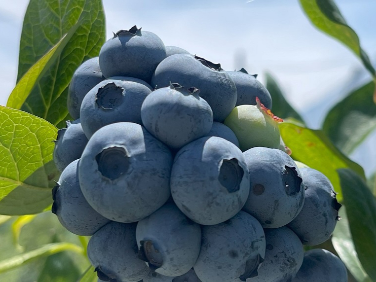 【2026年6月スタート予定~】ブルーベリー摘み取り体験♪多種多様なブルーベリー...