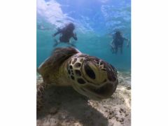 ウミガメのキメ顔と一緒に記念撮影