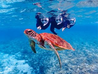 南国ならではの珊瑚や、熱帯魚、ウミガメにも高確率で逢えます!