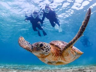南国ならではの珊瑚や、熱帯魚、ウミガメにも高確率で逢えます!