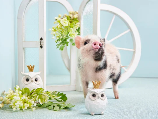 mipig cafe �C�I�����[������X�̎ʐ^2