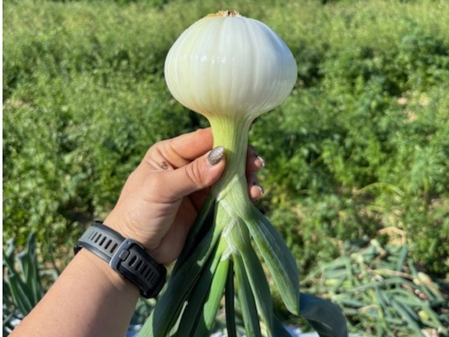 ʂ˂@ƂĂÂIΐF̗tׂ܂