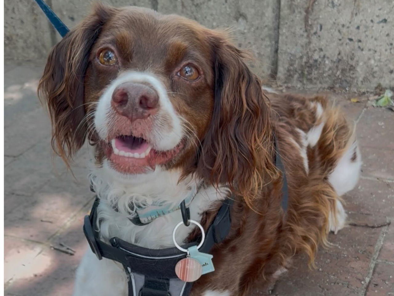 小倉織(伝統織物)チャームつき DOG TAGつくり   #迷子札#DOG TAG #ハンドメイド