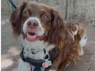 小倉織(伝統織物)チャームつき DOG TAGつくり #迷子札#DOG TAG #ハンドメイド