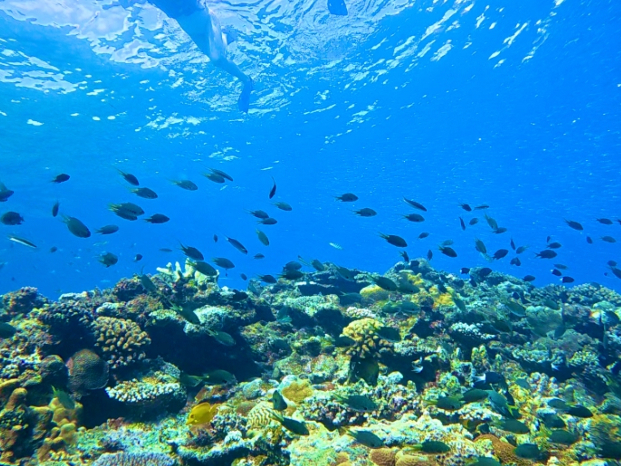 �T���S���M�ы����߂��Ō�����I