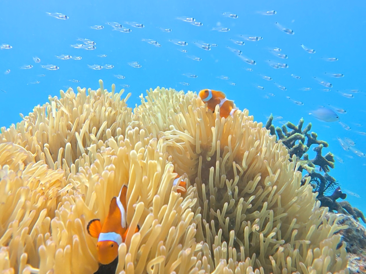 �j���ɂ����I�J�N���N�}�m�~�����I