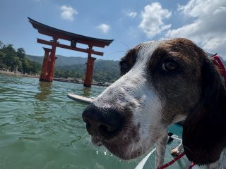 愛犬と一緒に大鳥居を海から見られる!迫力満点!