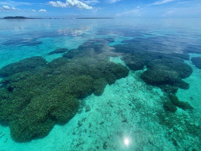 ユビエダハマサンゴの群れ!!水深2〜3mなので魚を間近で楽しめます♪
