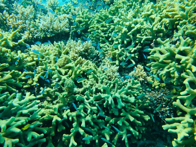 小さな熱帯魚【デバスズメダイ】さみしがり屋でひとりぼっちが苦手と言われています。海況によっては、船の上から観察することができるかも!?