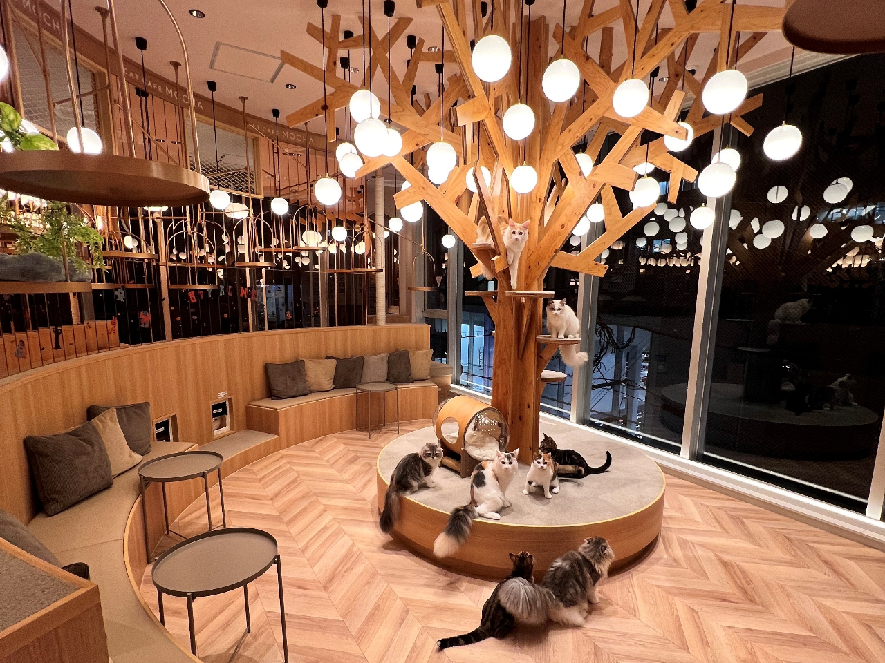 \\ドリンクバー付き1時間プラン♪//【猫カフェ×天神大名】天神駅徒歩圏内の好立...