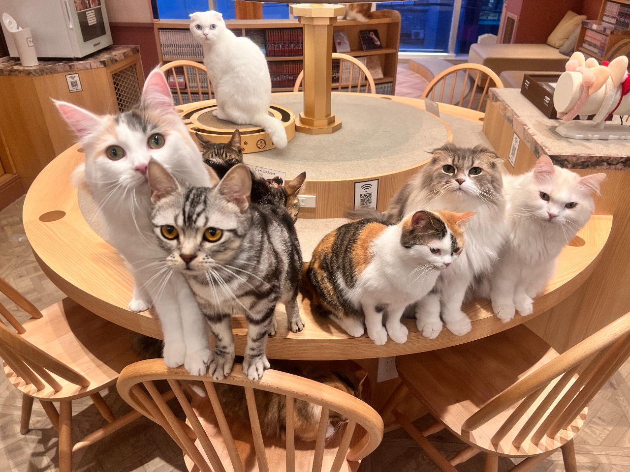 ドリンクバー付き1時間プラン♪／／【猫カフェ×天神大名】天神駅徒歩