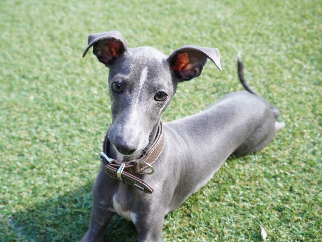 東三国会場はワンちゃんとBBQを楽しむことが出来る会場です!天然芝で愛犬とたわむれながら、最高の景色を見て、最高のお肉とお酒を味わう。。最高ですね!