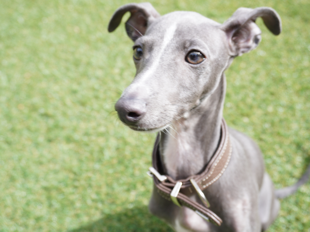 愛犬とBBQ!当会場はワンちゃん入場可能(無料、諸条件あり)な施設です!ワンちゃんとの特別な思い出をこの季節にしてみませんか?