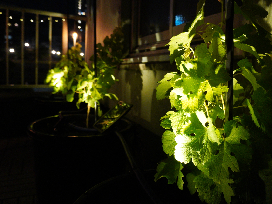 神戸会場にはワイン用のブドウの木が複数ございます。秋ごろにブドウが取れてそこからワインになっています。現時点では本数が少ないため販売は行っておりません。。