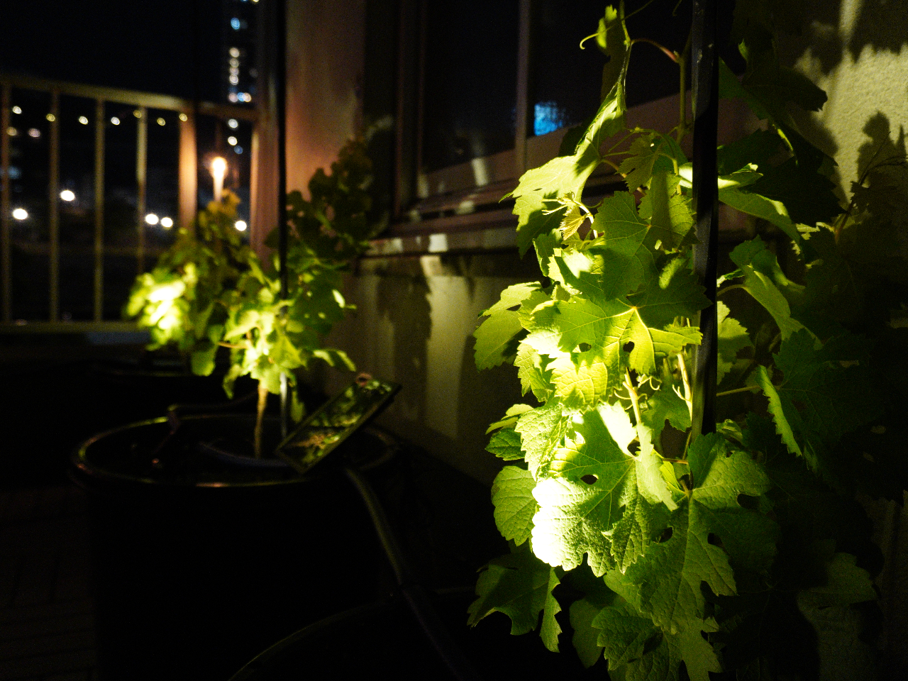 神戸会場にはワイン用のブドウの木があります。毎年大きく育ったブドウの木からワインが数本取れます。現在は本数が少ないため販売は行っておりません。。