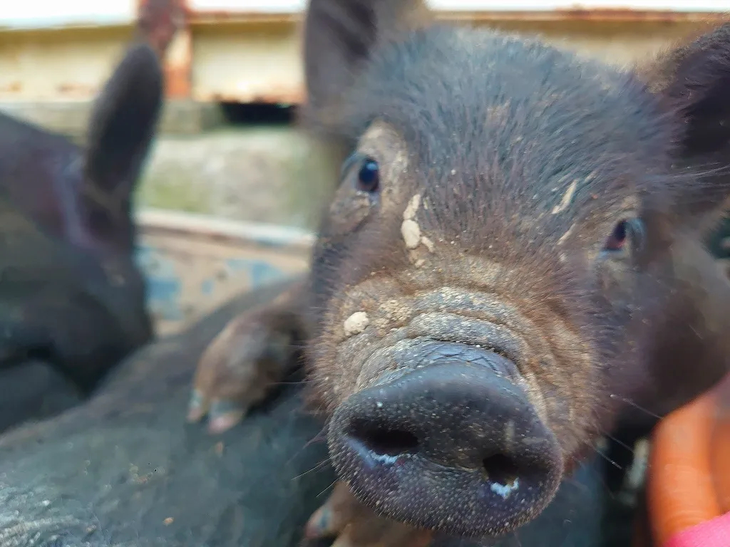 【南房総×牧場】アグー豚達とふれあう、エサやり体験<牧場内の自由見学・観光もでき...