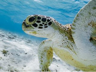 海亀さんを探しにいこー!!