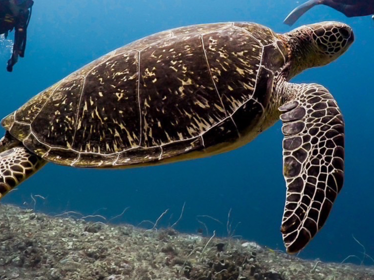 �傫���T����ɂ��o��邩���I�H