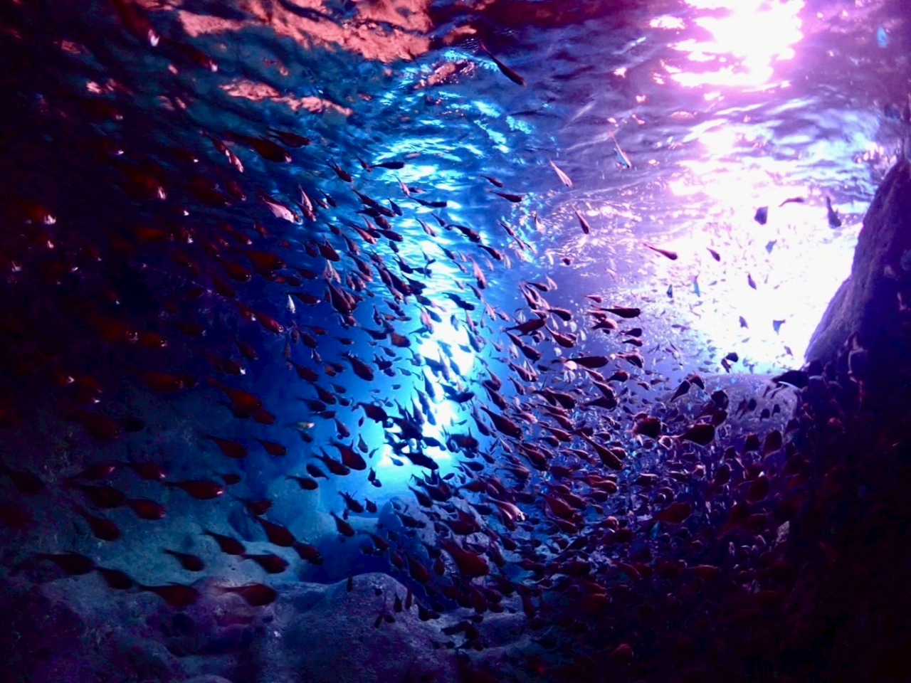 �����[���Ƃ��납��̎B�e