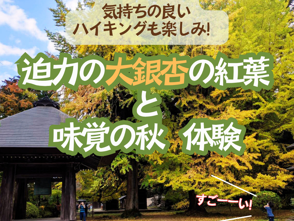 見事な巨大大銀杏は、ぜひご覧いただきたい!