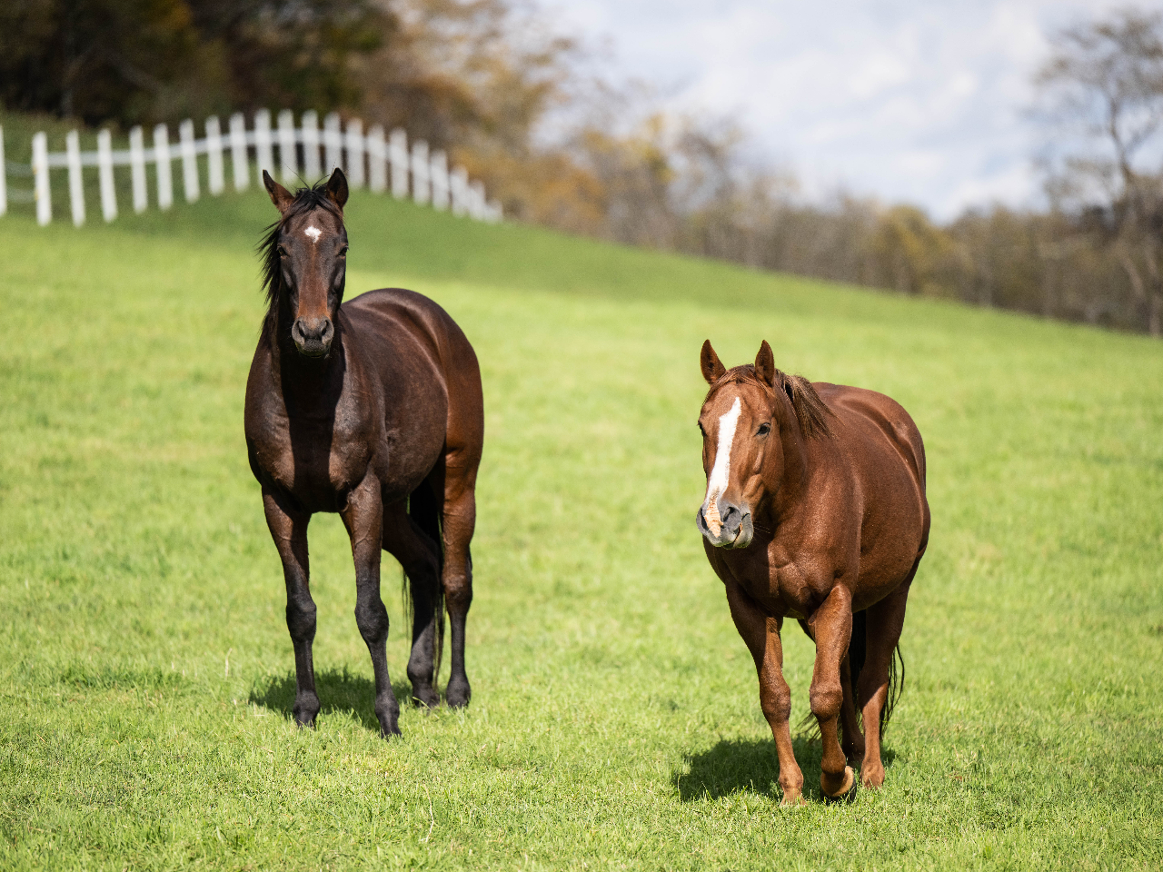 �g���b�L���O�̃x�e�����A�t�B���b�v�N���m�X�i���j�ƃW���X�~���i�E�j