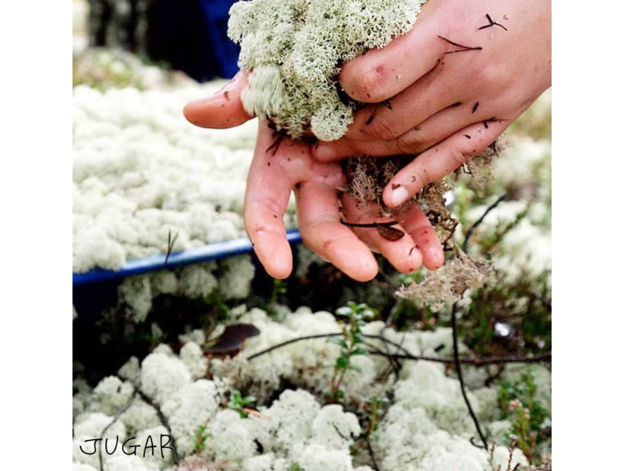 北欧の森で手摘みされた天然100%のスカンディアモスを使用します。