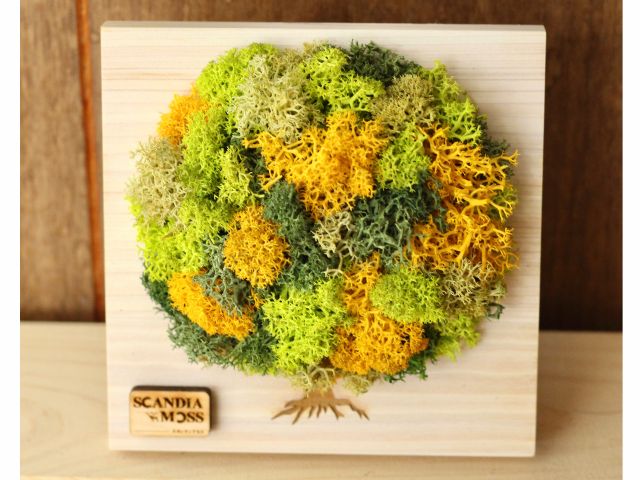 ミニモスティック