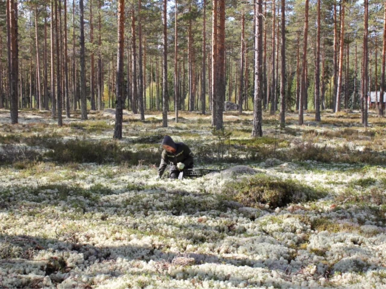 北欧ノルウェーの森で手摘みされた100%天然の生きたモスのみ使用