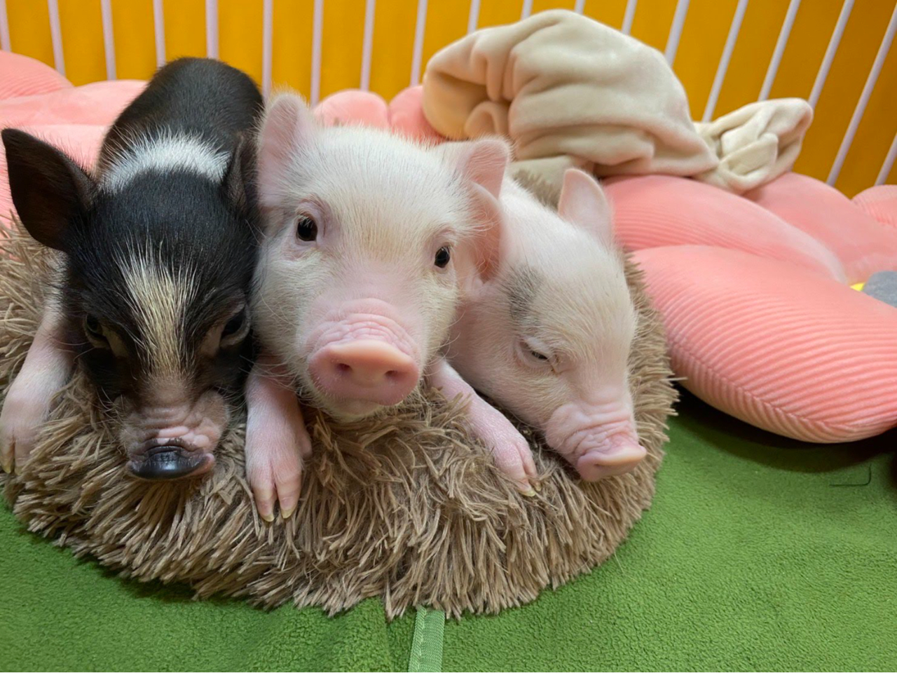 킢}CNu^Ƃ̂ӂꂠy݂܂񂩁H