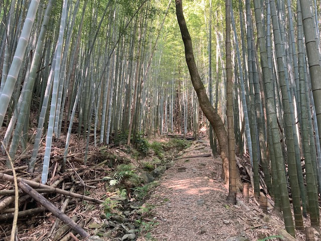日本遺産 熊野古道紀伊路 藤白坂を歩く ベテランガイドの解説あり